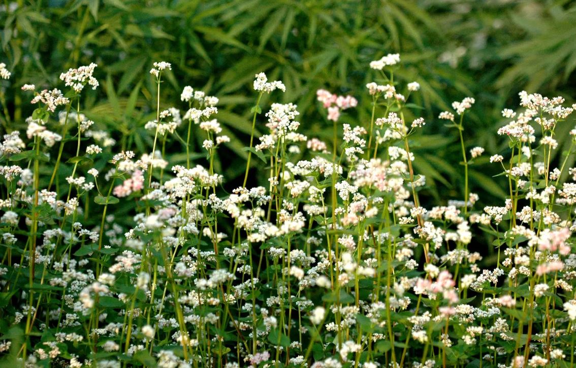 植物提取物开发的热点与痛点